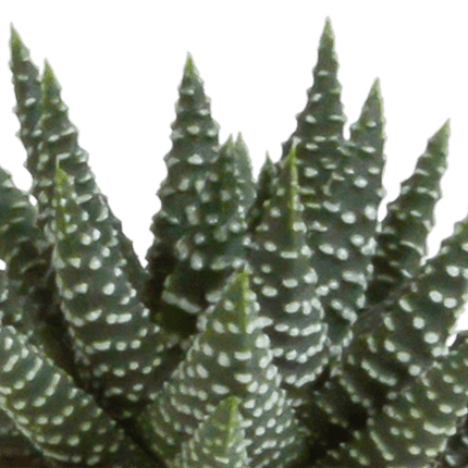 Sukkulenten Mix Gasteria & Haworthia – 5 Pflanzen – Ø5,5cm Zimmerpflanzen – Verschiedene Mini-Sukkulenten – Pflegeleichte Pflanzen für Fensterbank, Büro & Wohnzimmer