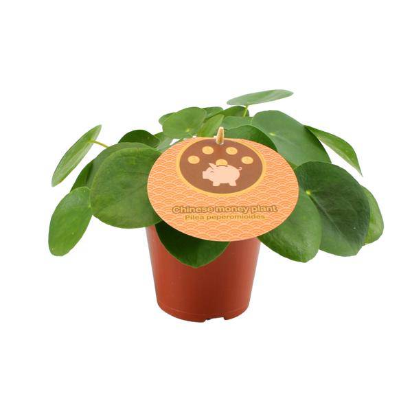 Chinesischer Geldbaum Pilea Peperomioides Zimmerpflanze Ø12cm ↕20cm – pflegeleichte Grünpflanze für Wohnzimmer, Büro & helle Standorte kaufen