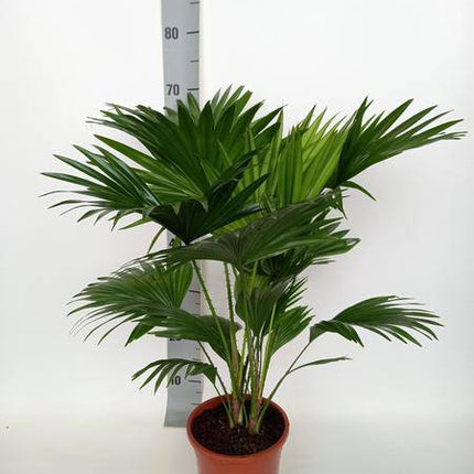 Schirmpalme Livistona Rotundifolia – Zimmerpflanze – Ø17cm – ↕70cm – Tropisches Flair für Zuhause – Pflegeleicht & dekorativ