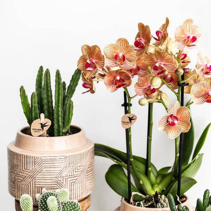 Stapelia – Sukkulente Zimmerpflanze – Ø9cm – Exotische & pflegeleichte Aasblume – Seltene Kaktusart für Wohnzimmer, Büro & Fensterbank – Dekorative Sukkulente