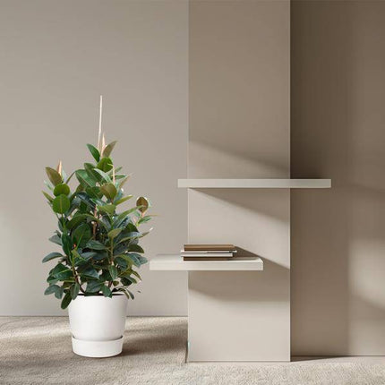 Gummibaum – Ficus Robusta – Zimmerpflanze 150cm – Ø38cm – XXL – Pflanze mit großen dunkelgrünen Blättern – Kübelpflanze für Wohnzimmer & Büro