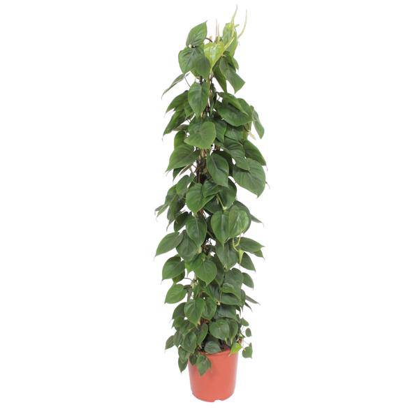 Herzblatt Philodendron Scandens – Zimmerpflanze – 150cm – Ø27cm – Tropische Kletterpflanze mit herzförmigen Blättern – Luftreinigende Rankpflanze für Wohnzimmer, Büro & Indoor-Deko