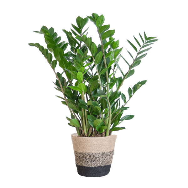 Zamioculcas Zamiifolia Glücksfeder – robuste Zimmerpflanze ↕80cm Ø21cm – pflegeleichte Smaragdpalme im nachhaltigen Viber Topf Schwarz
