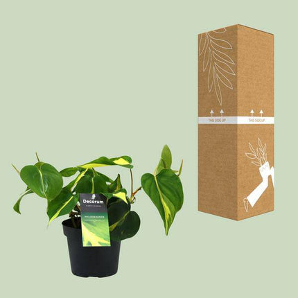 Baumfreund – Philodendron Brasil Scandens – Zimmerpflanze – Ø12cm – ca. 20cm hoch – pflegeleichte Kletterpflanze für Wohnung, Büro & Innenräume