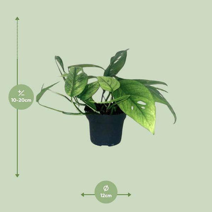 Efeutute Epipremnum Cebu Blue – Ø12cm – ↕20cm – Seltene Zimmerpflanze mit blaugrünem Blattwerk – Pflegeleichte & luftreinigende Rankpflanze für Wohnzimmer & Büro