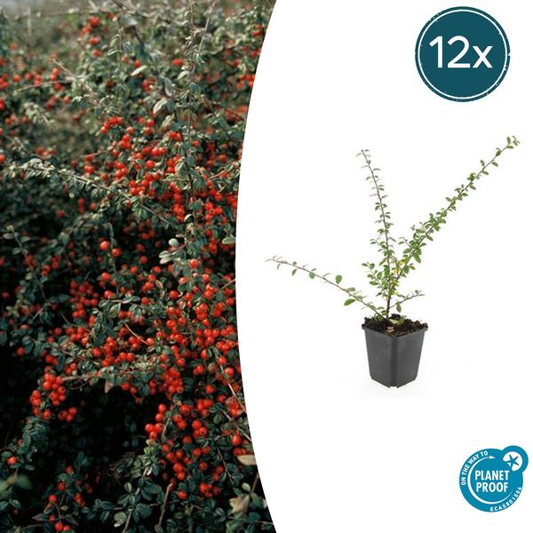 Teppichmispel Cotoneaster suec. 'Coral Beauty' – ↕10-25cm – Ø9cm – 12 Pflanzen – Bodendecker & niedrige Hecke – Winterhart – pflegeleicht