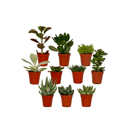 Sukkulenten Mix – 10 Pflanzen – Verschiedene Arten – Aloe Vera, Echeveria, Kalanchoe, Sedum – Zimmerpflanzen im Topf – Ø5,5cm – ↕7cm – pflegeleicht & dekorativ