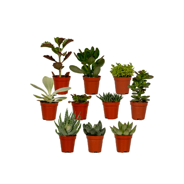 Sukkulenten Mix – 10 Pflanzen – Verschiedene Arten – Aloe Vera, Echeveria, Kalanchoe, Sedum – Zimmerpflanzen im Topf – Ø5,5cm – ↕7cm – pflegeleicht & dekorativ