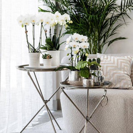 Elite Pflanztopf Silber Ø12cm – glänzender Keramik Übertopf – luxuriöser Blumentopf für Zimmerpflanzen & Kräuter
