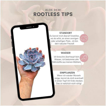 Sukkulente – Echeveria lilacina ROOTLESS – Ø12–14cm – Zimmerpflanze ohne Wurzeln – Pflegeleichte Schnitt-Sukkulente als Tischdeko & Geschenk