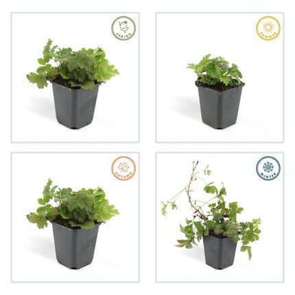 Waldsteinie - Waldsteinia ternata - ↕10-25cm - Ø9cm - 12 Pflanzen – Robuste Bodendeckerpflanze mit gelben Blüten – Sonnig & Halbschattig – Pflegeleicht