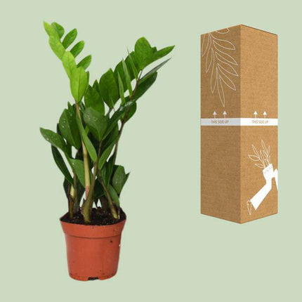 Glücksfeder Zamioculcas Zamiifolia – Zimmerpflanze – Ø12cm – 40cm Höhe – pflegeleicht, dunkelgrüne glänzende Blätter – ideal für Wohnzimmer & Büro