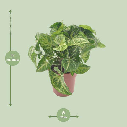 Purpurtute Syngonium Arrow – Ø12cm – ↕25cm – Pflegeleichte Zimmerpflanze mit pfeilförmigem Laub – Grünpflanze für Wohnzimmer, Büro & Pflanzgefäße