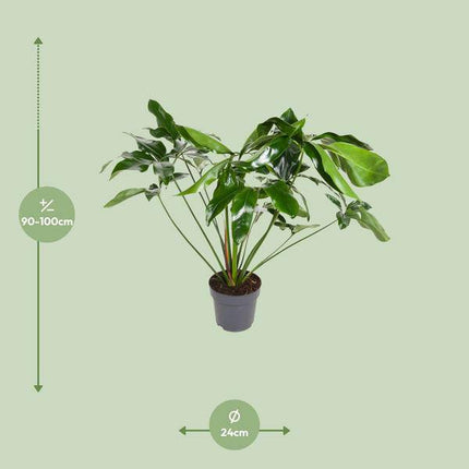 Baumfreund Philodendron Green Wonder – Ø24cm – ↕100cm – Pflegeleichte Zimmerpflanze mit großen herzförmigen Blättern – Tropische Grünpflanze für Wohnzimmer, Büro & Wintergarten