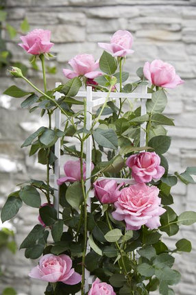 Kletterrose – Rose Crazy in Love 'Pink' – 3 Pflanzen – Ø15cm – Höhe ca. 65cm – Duftende & reich blühende rosa Rosen – Romantische Gartenrosen für Pergola, Zaun & Terrasse
