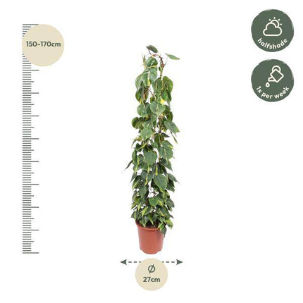 Baumfreund – Philodendron Scandens Brasil – Zimmerpflanze – 160cm – Ø27cm – pflegeleichte Kletterpflanze mit herzförmigen Blättern