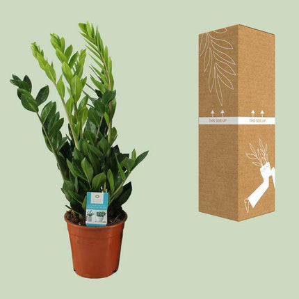 Glücksfeder – Zamioculcas Zamiifolia – Zimmerpflanze – Ø17cm – ↕65cm – Pflegeleichte Grünpflanze mit glänzenden Blättern – Robuste & elegante Dekopflanze