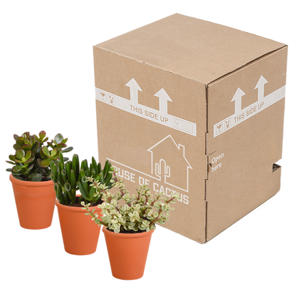 Crassula Mix – Dickblatt 3 Pflanzen – Ø8,5cm Zimmerpflanzen im Terrakotta-Topf – Verschiedene Sukkulenten im mediterranen Tontopf – Pflegeleichte Pflanzen für Fensterbank, Büro & Wohnzimmer