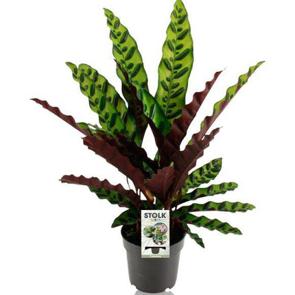 Lanzenblättrige Korbmarante - Calathea Lancifolia Insignis - Tropische Zimmerpflanze - Ø14cm - ↕45cm