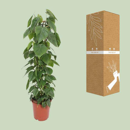 Baumfreund – Philodendron Scandens – Zimmerpflanze – Ø24cm – ↕120cm – herzförmige Blätter – pflegeleichte Kletterpflanze & Luftreiniger – tropische Hängepflanze für Zuhause & Büro