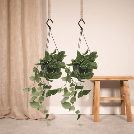 Efeutute – Scindapsus Pictus Epipremnum – 2 Zimmerpflanze Ø15cm – ca. 20cm hoch – hängend oder kletternd
