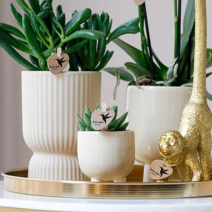 Pflanzenset Luxury Living – Weiße Phalaenopsis-Orchidee Amabilis + Sukkulenten – Travertin Keramik-Ziertöpfe – Inkl. verspieltem Affenzubehör – Trendiges Indoor-Deko-Set