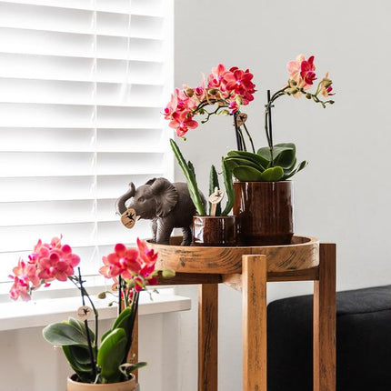 Aasblume – Stapelia – Zimmerpflanze –  Ø6cm – Exotische & pflegeleichte Sukkulente – Seltene Kaktusart für Wohnzimmer, Büro & Pflanzenliebhaber