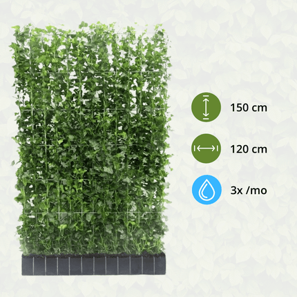 Hedera Hibernica – Efeu Fertighecke – Höhe ca. 150cm – Dichte Sichtschutzhecke – Sofortiger Sichtschutz für Garten & Terrasse
