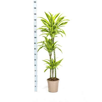 Drachenbaum Dracaena Deremensis Lemon Lime – Ø24cm – ↕130-150cm – Exotische Zimmerpflanze mit grün – gelben Blättern – Pflegeleicht & luftreinigend