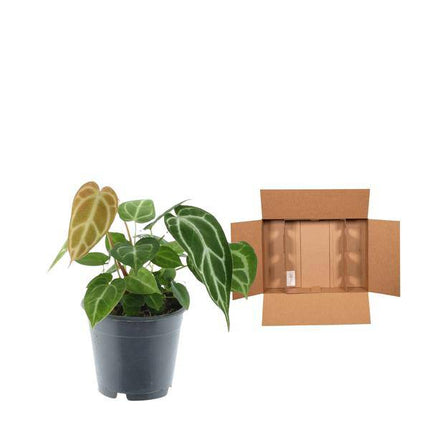 Anthurium Crystallinum – Flamingoblume – Zimmerpflanze ↕35cm – Ø12cm – Exotische Grünpflanze mit herzförmigen Blättern & weißen Blattadern – Dekopflanze für Wohnzimmer & Büro