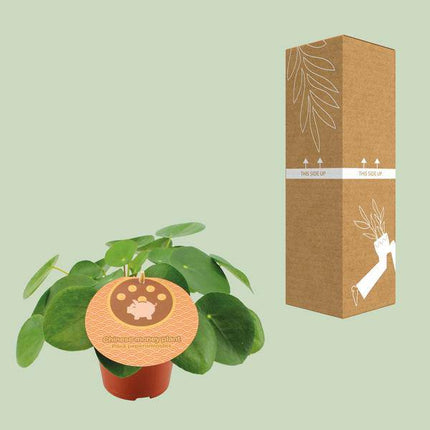 Pilea Peperomioides – Chinesischer Geldbaum – Ø12cm – ↕20cm – Trendige Zimmerpflanze mit runden Blättern – Pflegeleicht & dekorativ – Luftreinigende Grünpflanze