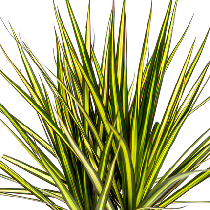 Dracaena Marginata Sunray – Drachenbaum – Zimmerpflanze – Ø17 cm – ↕60-80 cm – Grüne & gelbe Blätter, pflegeleicht