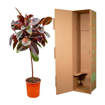 Gummibaum - Ficus Elastica Belize – Zimmerpflanze – ca. 130 cm hoch – Ø24 cm – Buntes Laub – Pflegeleicht & Luftreinigend