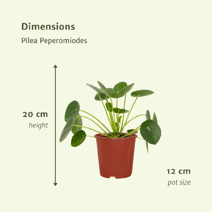 Chinesischer Geldbaum Pilea Peperomioides Zimmerpflanze Ø12cm ↕20cm – pflegeleichte Grünpflanze für Wohnzimmer, Büro & helle Standorte kaufen