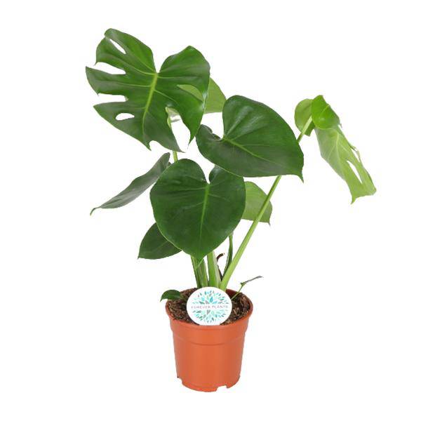 Fensterblatt – Monstera Minima – Zimmerpflanze – Ø17cm – Höhe ca. 55 cm – Beliebte Lochpflanze mit dekorativen Blättern