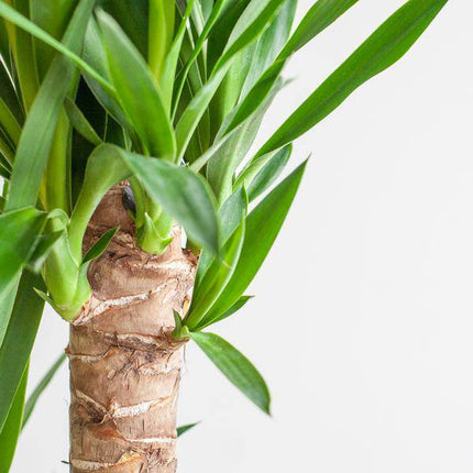 Dracaena Janet Lind 95cm – Drachenbaum Zimmerpflanze Ø21cm im weißen Viber Topf – pflegeleichte luftreinigende Grünpflanze für Wohnzimmer und Büro