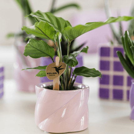 Calathea – Korbmarante – Zimmerpflanze Ø6cm – Luftreinigende tropische Blattschmuckpflanze mit auffälligem Blattmuster