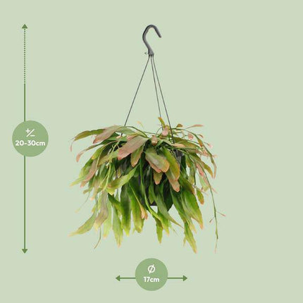 Korallenkaktus Rhipsalis Red Coral – Ø17cm – ↕25cm – Hängende Zimmerpflanze ohne Dornen – Exotische Grünpflanze mit roten Trieben