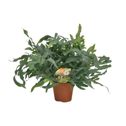 Tüpfelfarn – Phlebodium aureum 'Blue Star' – Ø17cm – 60cm hoch – Zimmerpflanze – Luftreinigend & dekorativ – Bläuliches Farnlaub für Wohnraum & Büro