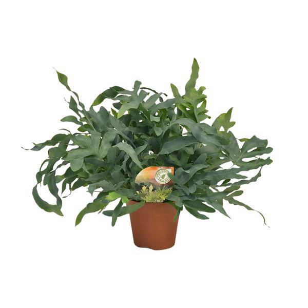 Tüpfelfarn – Phlebodium aureum 'Blue Star' – Ø17cm – 60cm hoch – Zimmerpflanze – Luftreinigend & dekorativ – Bläuliches Farnlaub für Wohnraum & Büro