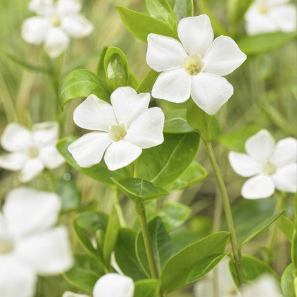Immergrün – Vinca minor 'Alba' – ↕10-25cm – Ø9cm – 6 Pflanzen – Bodendecker mit weißen Blüten – Pflegeleicht & sonnig/schattig
