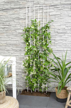 Sternjasmin Trachelospermum 'Star of Venice' – Weiß – Immergrüne Kletterpflanze – ca. 65cm Höhe – Duftender mediterraner Jasmin für Terrasse & Balkon