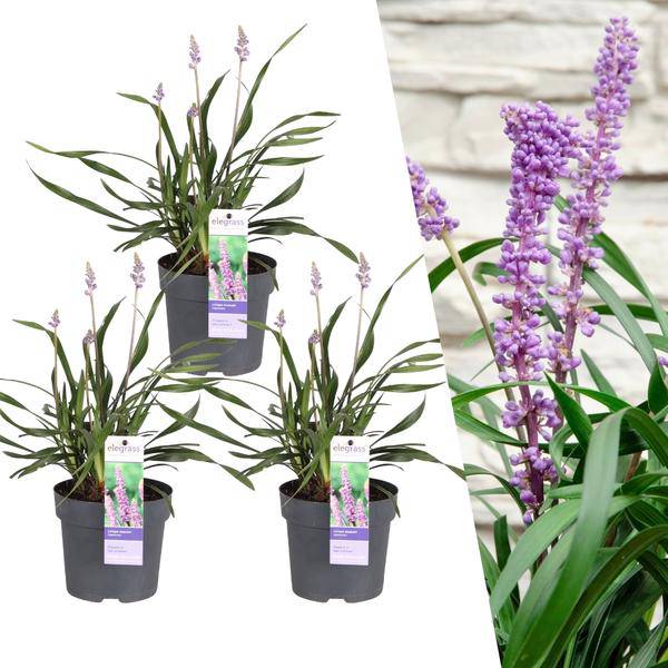 Liriope muscari 'Ingwersen' – Glöckchentraube – Immergrüne Staude – Ø14cm – ↨25-30cm – 3 Pflanzen– Bodendecker für Schatten & Halbschatten