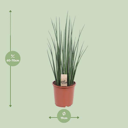 Bogenhanf – Sansevieria Mikado – Zimmerpflanze – Ø19cm – ↕70cm – Schwiegermutterzunge – pflegeleicht & luftreinigend – dekorative grüne Pflanze für Wohnzimmer, Büro & Schlafzimmer
