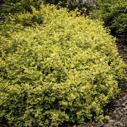 Spindelstrauch Euonymus fortunei 'Emerald 'n Gold' – 6 Pflanzen – ↕10-25cm – Ø9cm – Immergrün, gelb – grünes Laub – Hecke, Beet & Solitär