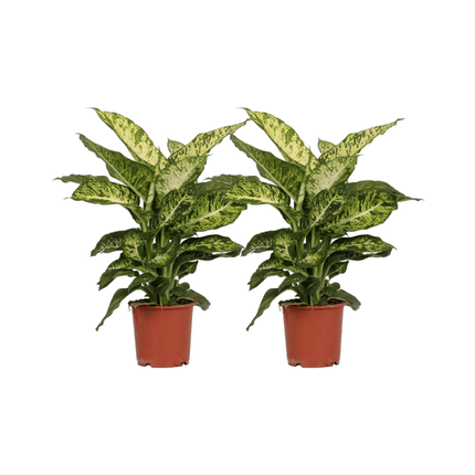 Dieffenbachia Mars – Dieffenbachie – 2 Pflanzen – Zimmerpflanze – Ø17cm – ↕50cm – Tropisches Grün mit gemusterten Blättern – Pflegeleicht für Wohnzimmer Büro