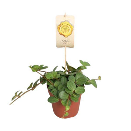 Zwergpfeffer Peperomia Hope – Zimmerpflanze – Ø12cm – ↕15cm – pflegeleichte Grünpflanze mit sukkulentenähnlichen Blättern – ideal für Wohnzimmer, Büro & kleine Räume
