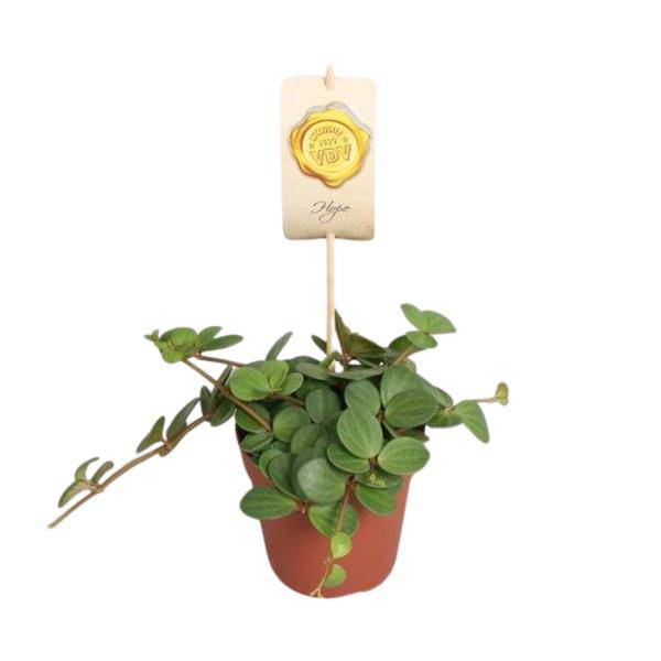 Zwergpfeffer Peperomia Hope – Zimmerpflanze – Ø12cm – ↕15cm – pflegeleichte Grünpflanze mit sukkulentenähnlichen Blättern – ideal für Wohnzimmer, Büro & kleine Räume