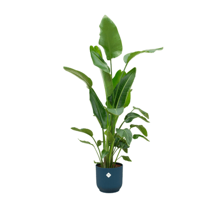 Strelitzia Nicolai – Baum-Strelitzie – ca. 180cm hoch – Ø30cm – Inkl. Pflanztopf Vibes Fold Rund Blau – XXL Zimmerpflanze mit großen Blättern – Tropische Grünpflanze für Wohnzimmer & Büro
