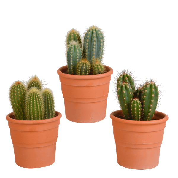 Cereus Mix – 3 Pflanzen – Ø10,5cm Zimmerpflanzen im Terrakotta-Topf – Verschiedene Säulen- & Stabkakteen – Pflegeleichte Kakteen für Fensterbank, Büro & Wohnzimmer